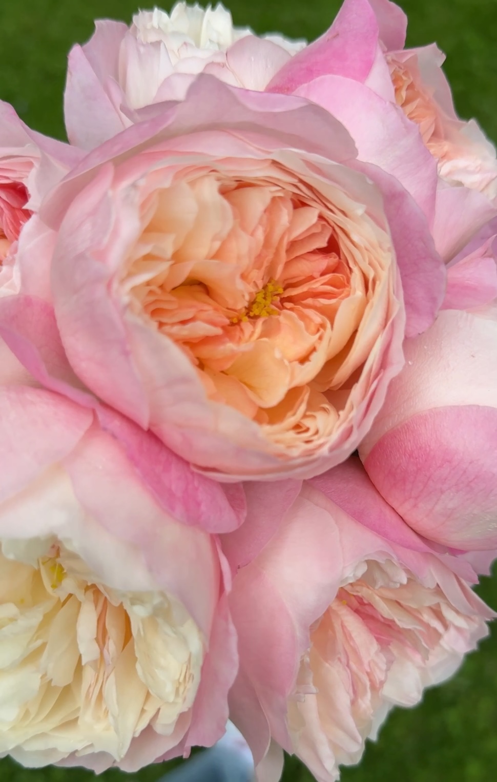 The David Austin Garden Rose 'Constance.'