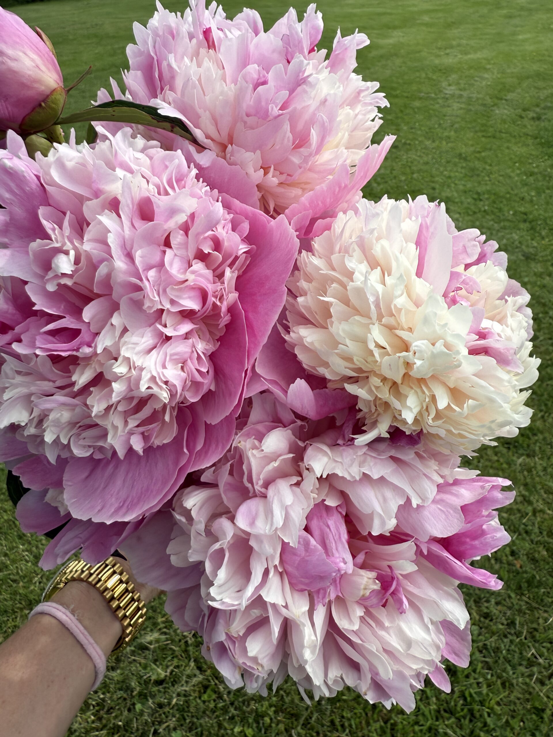 Fistful of fragrant pink peonies freshly cut from the garden during spring peony season in Pittsburgh by wedding florist Mary Beth McConahey