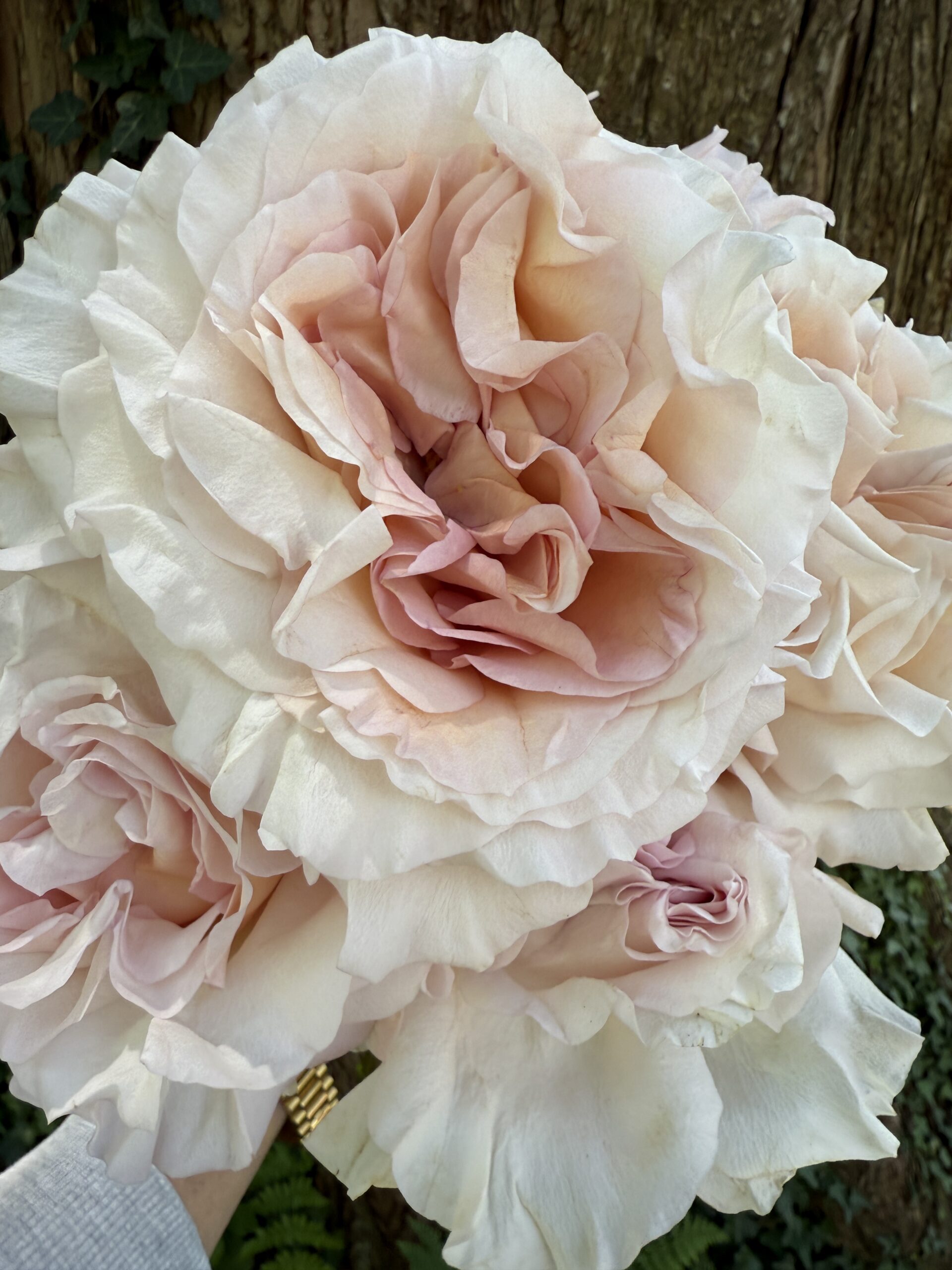 close-up of a Powder Puff garden rose displaying layered blush-pink petals in a softly cupped, romantic bloom, photographed for wedding flower inspiration.